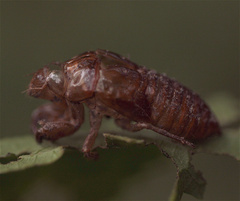 Cicadoidea