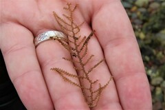 Abietinaria