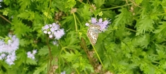 Burnsius communis