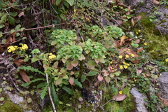 Aichryson divaricatum