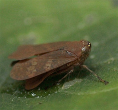 Coelidiinae