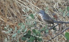 Curruca iberiae