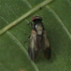 Cyclorrhapha