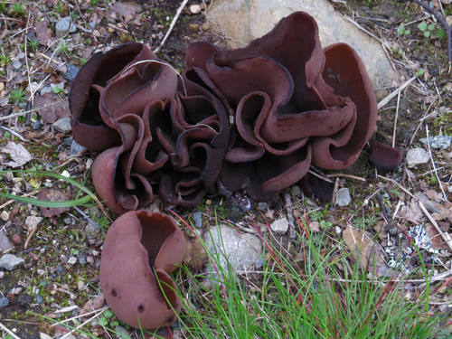 Representative image of Legaliana