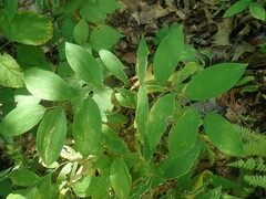 Uvularia sessilifolia