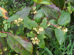 Aristotelia chilensis