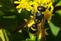 Ancistrocerus adiabatus