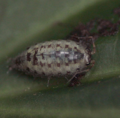 Oniscidea