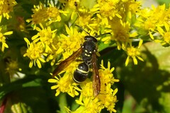 Ancistrocerus adiabatus