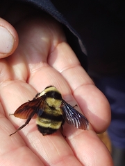 Bombus brasiliensis