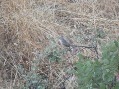 Curruca iberiae
