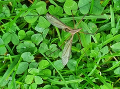 Tipula paludosa