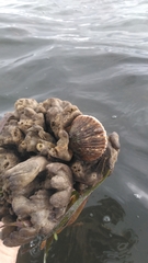 Argopecten irradians