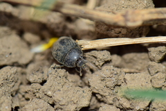 Histeridae