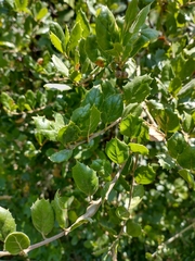 Quercus agrifolia