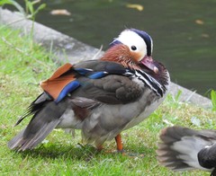 Aix galericulata
