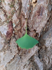 Ginkgo biloba