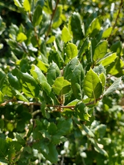 Quercus agrifolia