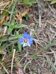 Gentiana arisanensis