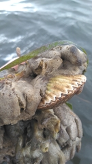 Argopecten irradians