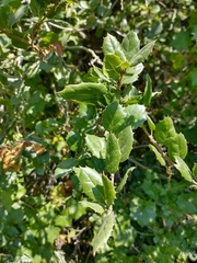 Quercus agrifolia