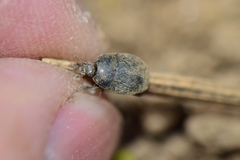 Histeridae
