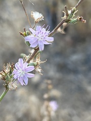 Stephanomeria diegensis