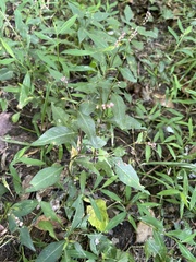 Persicaria longiseta