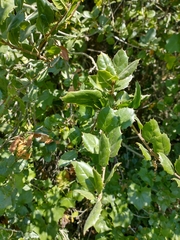 Quercus agrifolia