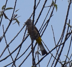 Ptiliogonys cinereus