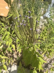 Verbenaceae