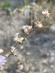 Stephanomeria diegensis