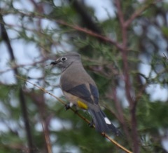 Ptiliogonys cinereus