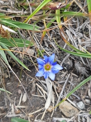 Gentiana arisanensis