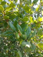 Quercus agrifolia