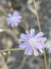 Stephanomeria diegensis