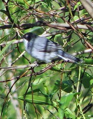 Microspingus melanoleucus