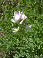 Astragalus amatus