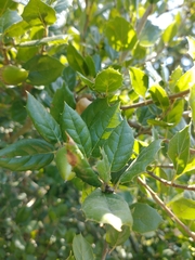 Quercus agrifolia
