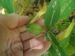 Uvularia sessilifolia