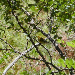 Setophaga townsendi