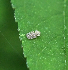 Corythucha marmorata