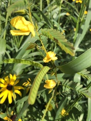 Chamaecrista
