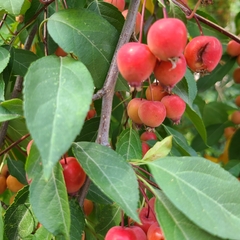 Malus baccata