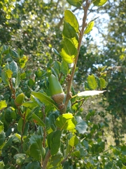 Quercus agrifolia