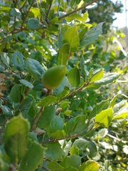 Quercus agrifolia