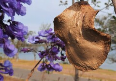 Jacaranda brasiliana