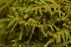 Claopodium