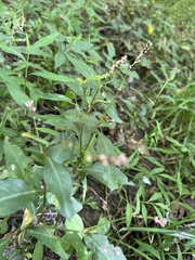 Persicaria longiseta