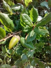 Quercus agrifolia